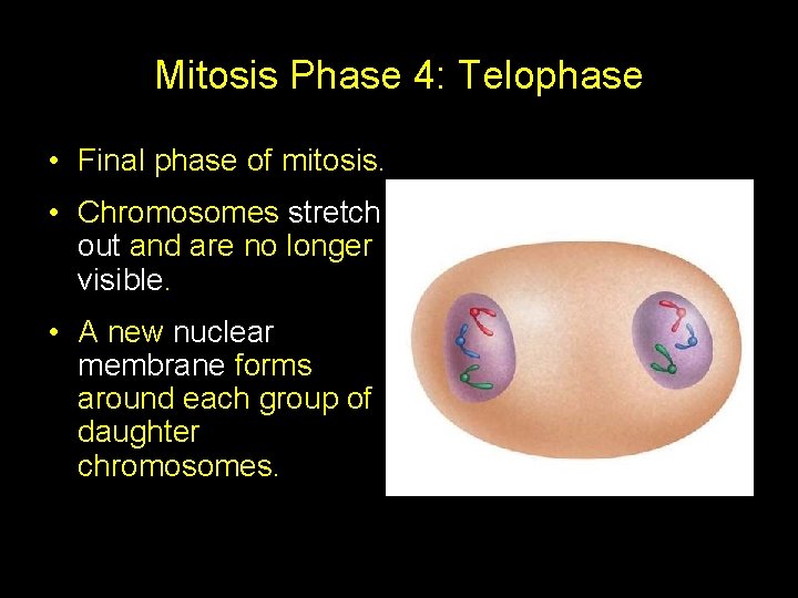 Mitosis Phase 4: Telophase • Final phase of mitosis. • Chromosomes stretch out and