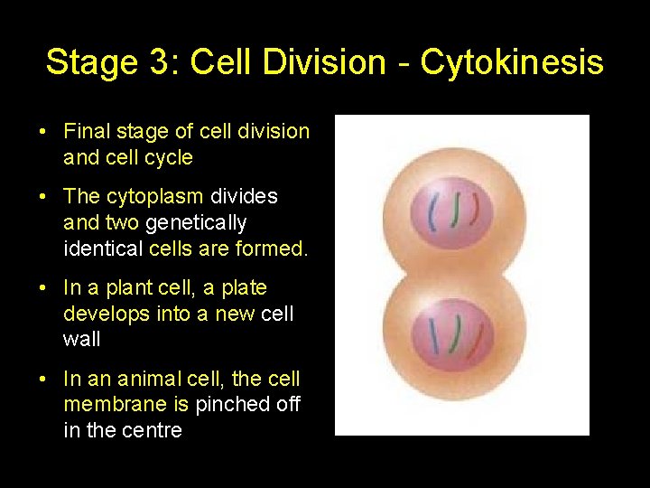 Stage 3: Cell Division - Cytokinesis • Final stage of cell division and cell