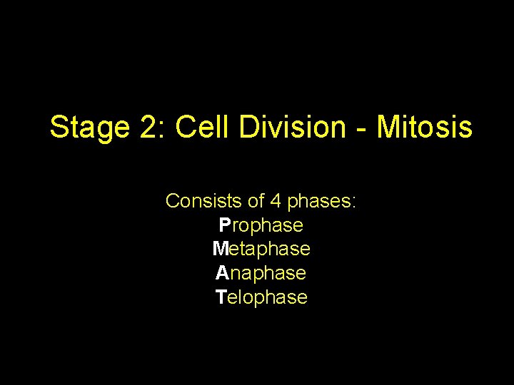 Stage 2: Cell Division - Mitosis Consists of 4 phases: Prophase Metaphase Anaphase Telophase