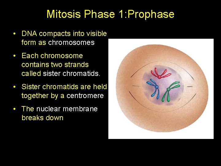 Mitosis Phase 1: Prophase • DNA compacts into visible form as chromosomes • Each