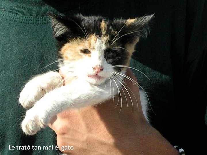 Le trató tan mal el gato 