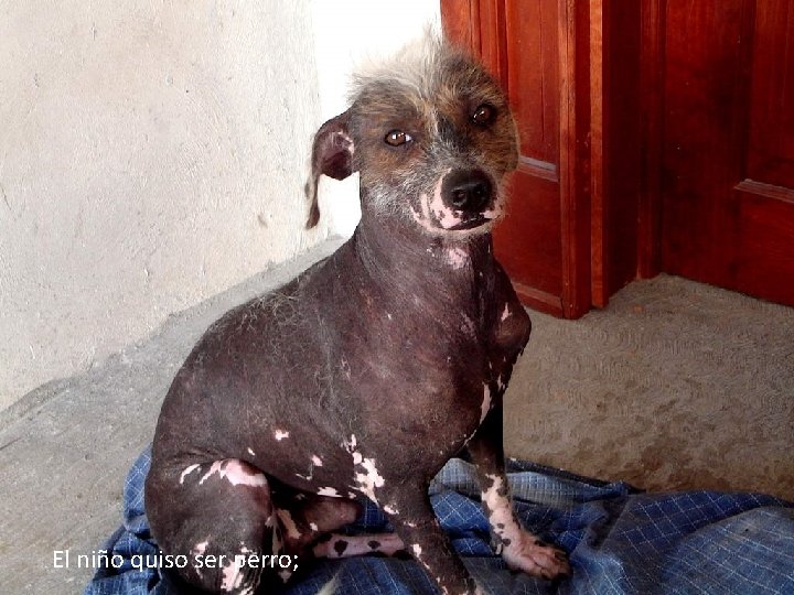 El niño quiso ser perro; 