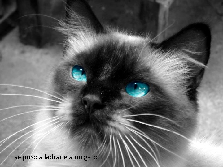 se puso a ladrarle a un gato. 