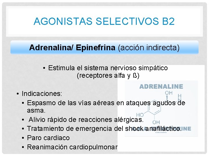 AGONISTAS SELECTIVOS B 2 Adrenalina/ Epinefrina (acción indirecta) • Estimula el sistema nervioso simpático AGONISTAS SELECTIVOS B 2 Adrenalina/ Epinefrina (acción indirecta) • Estimula el sistema nervioso simpático