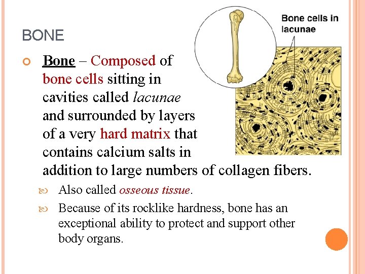 BONE Bone – Composed of bone cells sitting in cavities called lacunae and surrounded