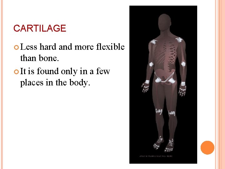 CARTILAGE Less hard and more flexible than bone. It is found only in a