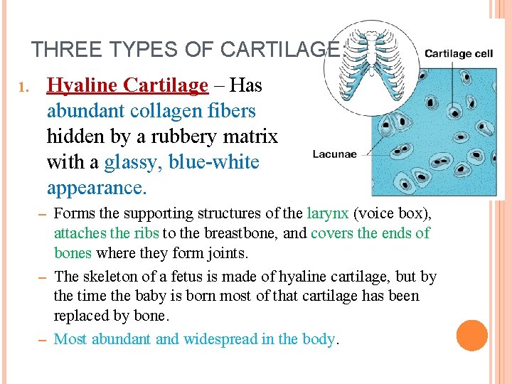 THREE TYPES OF CARTILAGE: Hyaline Cartilage – Has abundant collagen fibers hidden by a