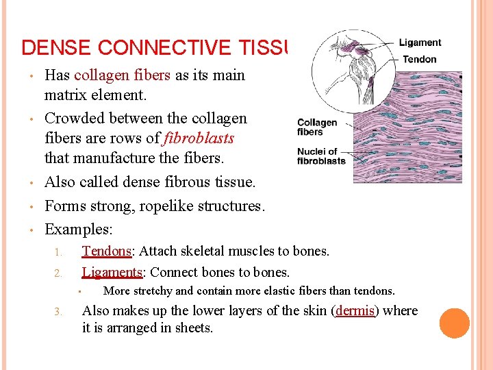 DENSE CONNECTIVE TISSUE • • • Has collagen fibers as its main matrix element.