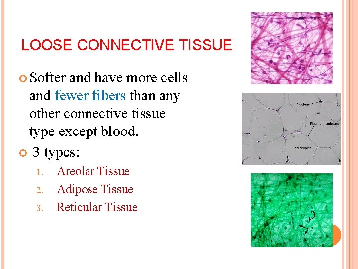 LOOSE CONNECTIVE TISSUE Softer and have more cells and fewer fibers than any other