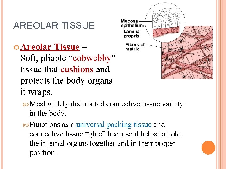 AREOLAR TISSUE Areolar Tissue – Soft, pliable “cobwebby” tissue that cushions and protects the