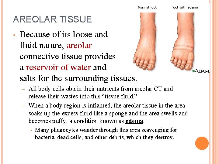AREOLAR TISSUE • Because of its loose and fluid nature, areolar connective tissue provides