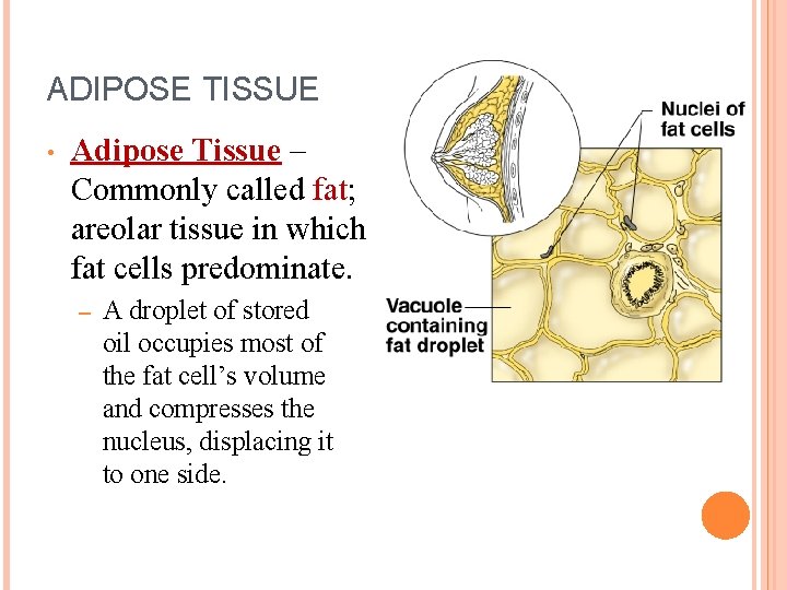 ADIPOSE TISSUE • Adipose Tissue – Commonly called fat; areolar tissue in which fat