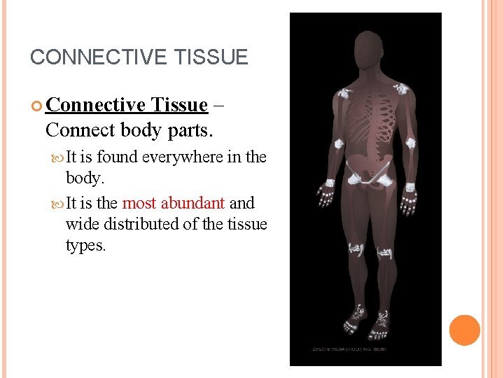 CONNECTIVE TISSUE Connective Tissue – Connect body parts. It is found everywhere in the