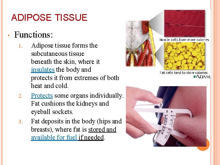 ADIPOSE TISSUE • Functions: 1. 2. 3. Adipose tissue forms the subcutaneous tissue beneath