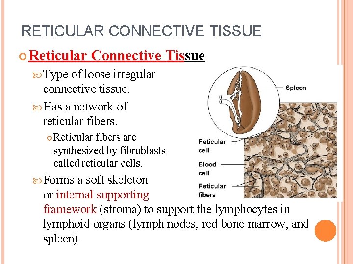 RETICULAR CONNECTIVE TISSUE Reticular Connective Tissue Type of loose irregular connective tissue. Has a