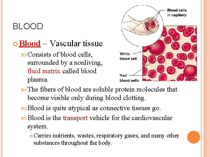 BLOOD Blood – Vascular tissue Consists of blood cells, surrounded by a nonliving, fluid