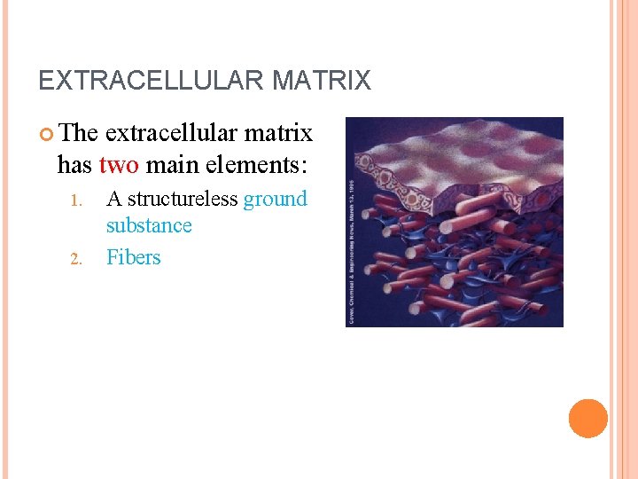 EXTRACELLULAR MATRIX The extracellular matrix has two main elements: 1. 2. A structureless ground