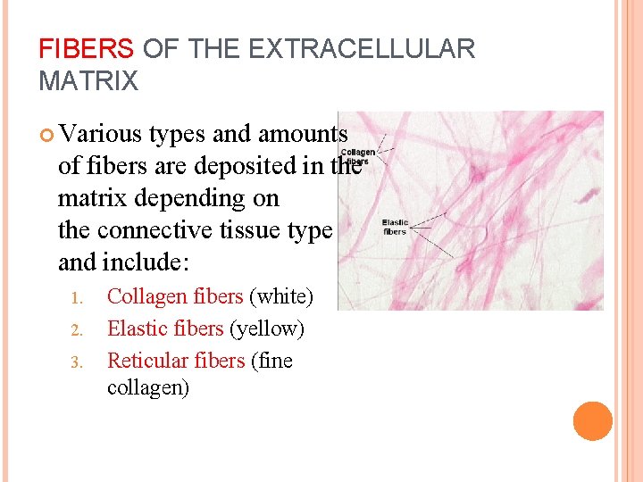 FIBERS OF THE EXTRACELLULAR MATRIX Various types and amounts of fibers are deposited in