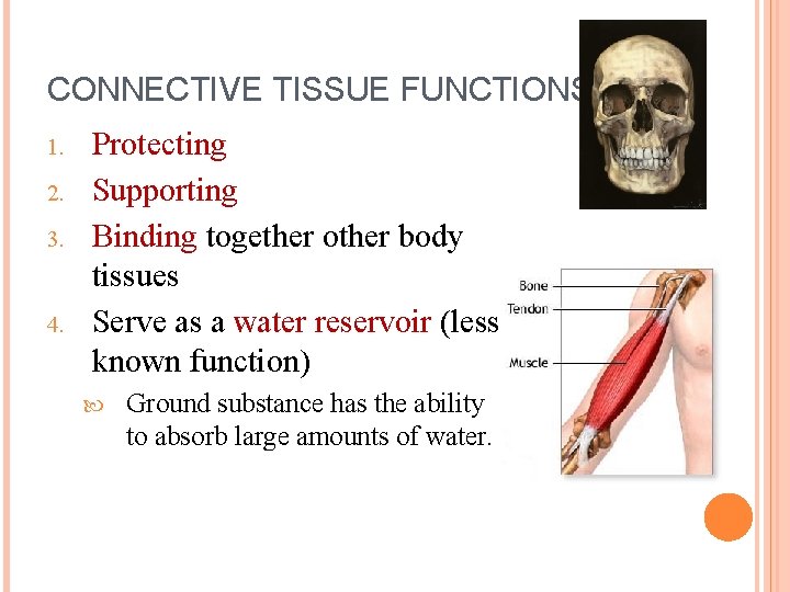 CONNECTIVE TISSUE FUNCTIONS 1. 2. 3. 4. Protecting Supporting Binding together other body tissues