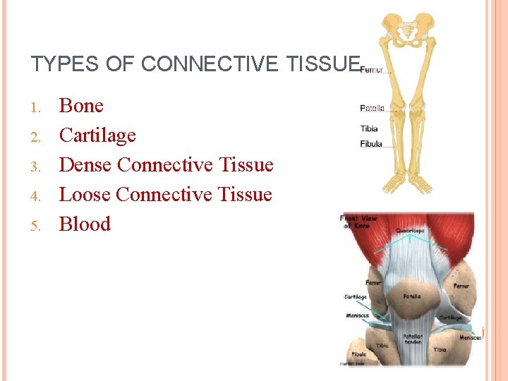 TYPES OF CONNECTIVE TISSUE 1. 2. 3. 4. 5. Bone Cartilage Dense Connective Tissue