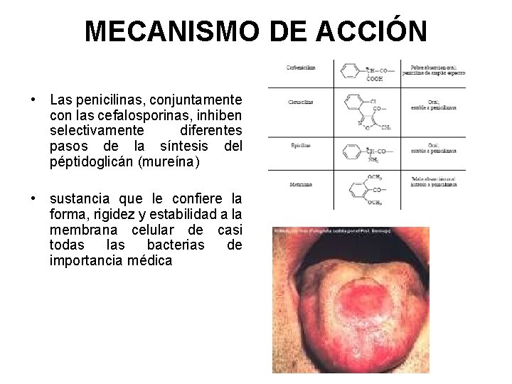 MECANISMO DE ACCIÓN • Las penicilinas, conjuntamente con las cefalosporinas, inhiben selectivamente diferentes pasos