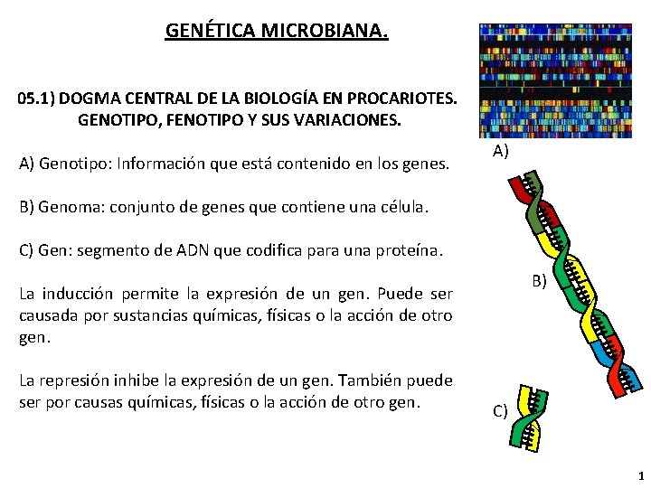 GENÉTICA MICROBIANA. 05. 1) DOGMA CENTRAL DE LA BIOLOGÍA EN PROCARIOTES. GENOTIPO, FENOTIPO Y