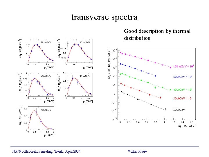 transverse spectra Good description by thermal distribution NA 49 collaboration meeting, Trento, April 2004