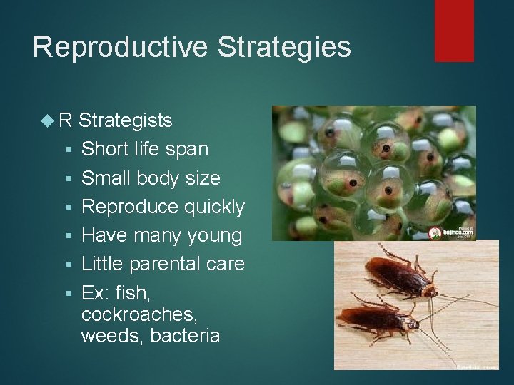 Reproductive Strategies R § § § Strategists Short life span Small body size Reproduce