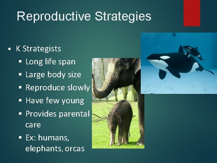 Reproductive Strategies • K Strategists § Long life span § Large body size §