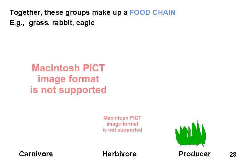 Together, these groups make up a FOOD CHAIN E. g. , grass, rabbit, eagle