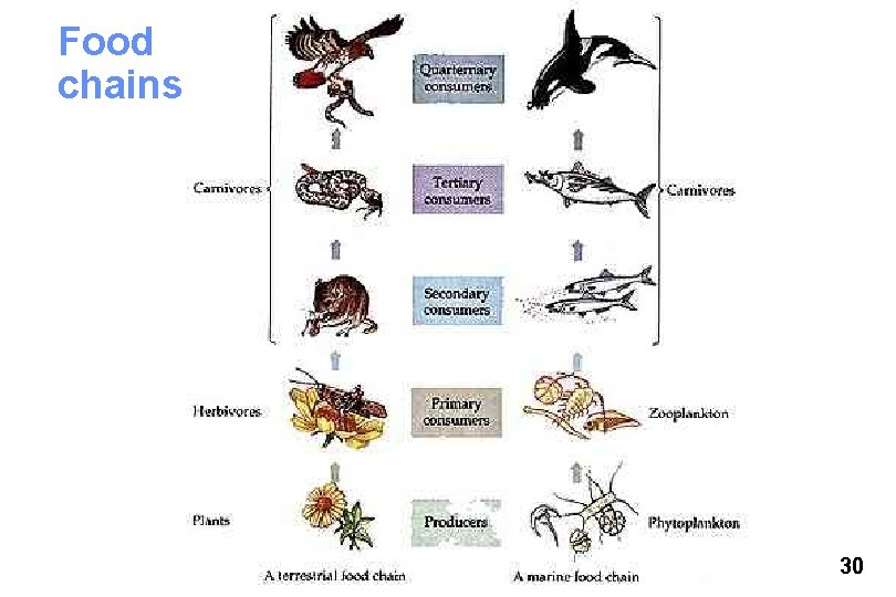 Food chains 30 