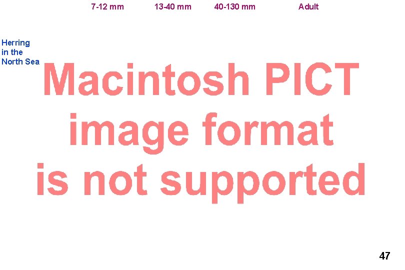 7 -12 mm 13 -40 mm 40 -130 mm Adult Herring in the North 7 -12 mm 13 -40 mm 40 -130 mm Adult Herring in the North