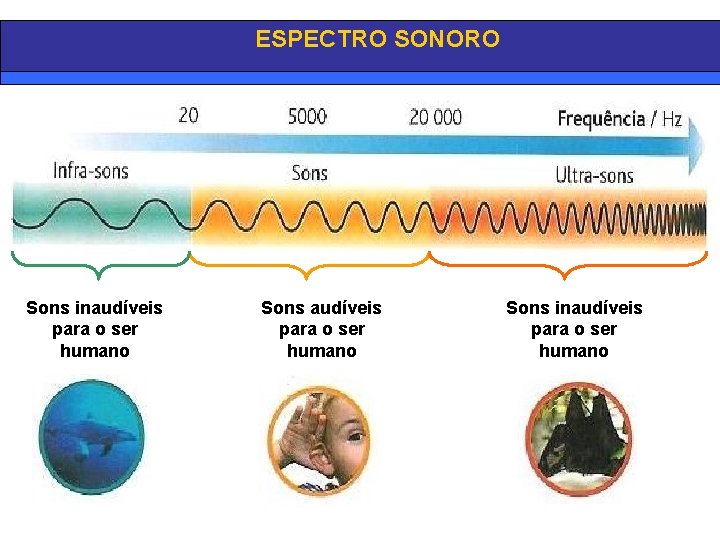 ESPECTRO SONORO Sons inaudíveis para o ser humano 