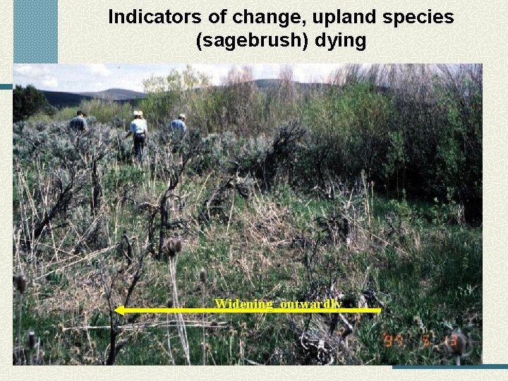 Indicators of change, upland species (sagebrush) dying Widening outwardly 