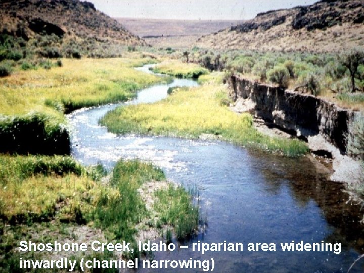 Shoshone Creek, Idaho – riparian area widening inwardly (channel narrowing) 