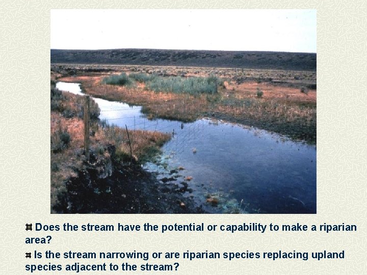 Does the stream have the potential or capability to make a riparian area? Is