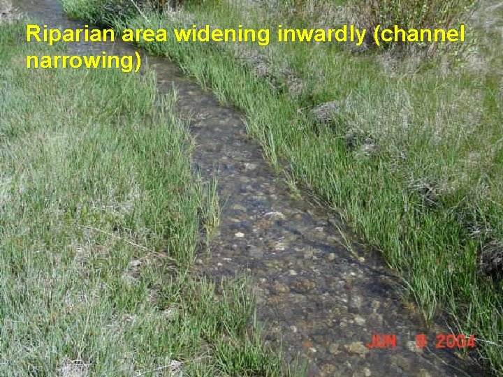 Riparian area widening inwardly (channel narrowing) 