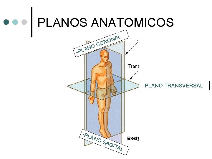 PLANOS ANATOMICOS AL -P O LAN ON OR C -PLANO TRANSVERSAL -PL ANO SAG