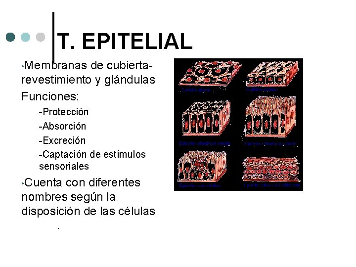 T. EPITELIAL • Membranas de cubiertarevestimiento y glándulas Funciones: -Protección -Absorción -Excreción -Captación de