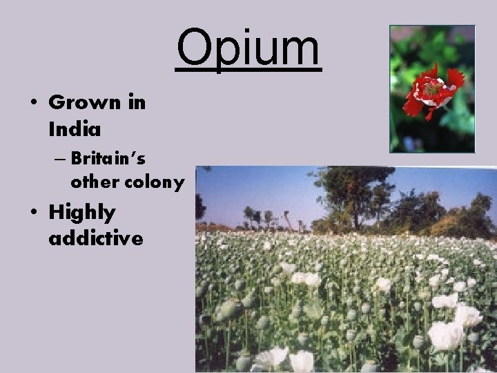 Opium • Grown in India – Britain’s other colony • Highly addictive 