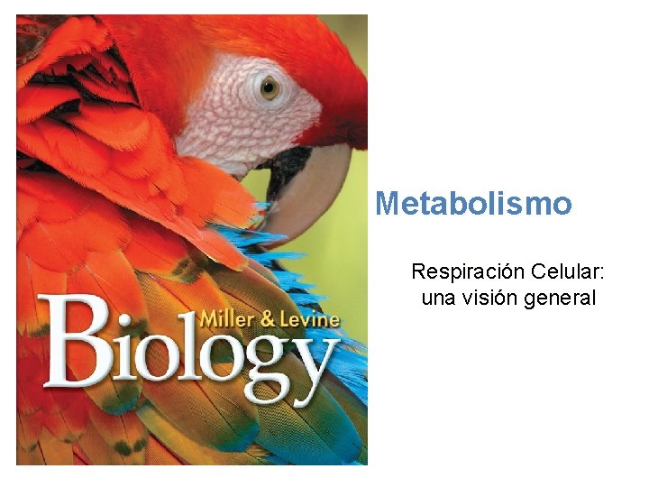 Respiración Celular: una visión general Metabolismo Respiración Celular: una visión general 