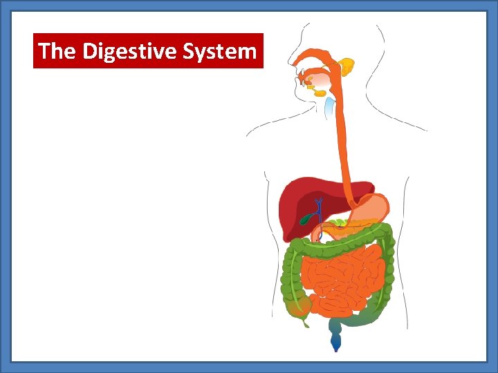 The Digestive System 