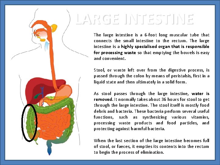 LARGE INTESTINE The large intestine is a 6 -foot long muscular tube that connects