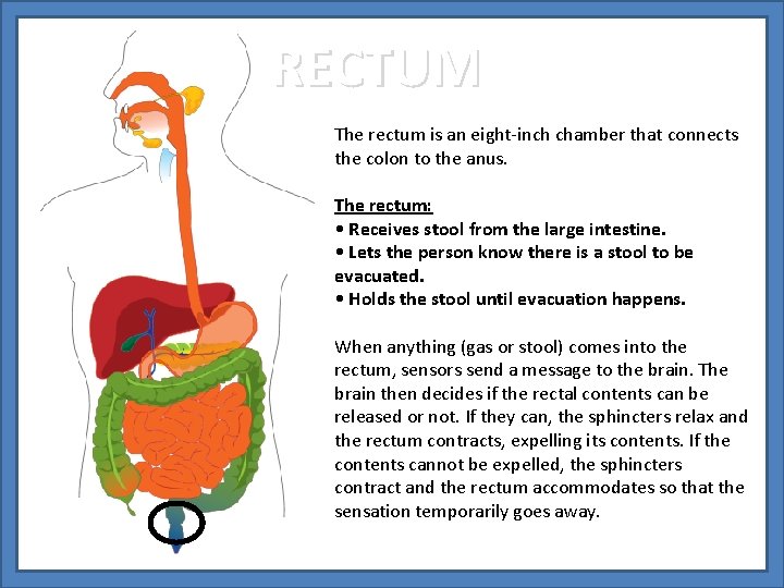RECTUM The rectum is an eight-inch chamber that connects the colon to the anus.