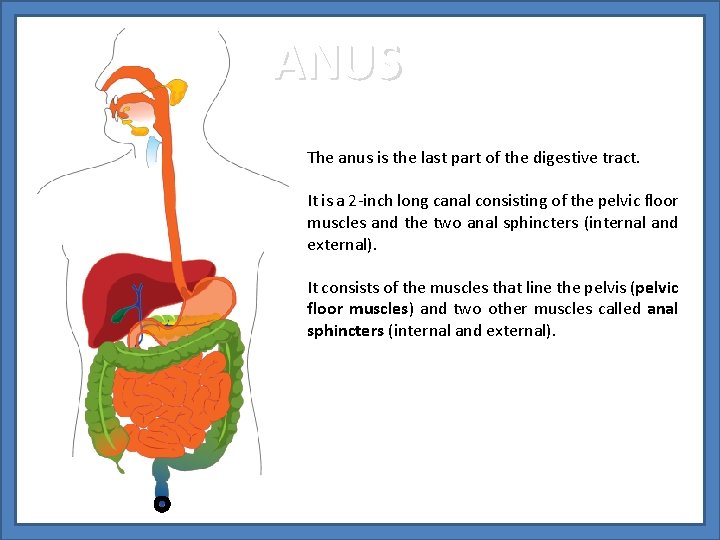 ANUS The anus is the last part of the digestive tract. It is a