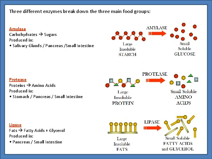 Three different enzymes break down the three main food groups: Amylase Carbohydrates Sugars Produced