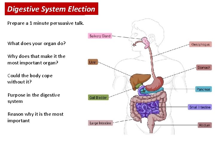 Digestive System Election Prepare a 1 minute persuasive talk. What does your organ do?