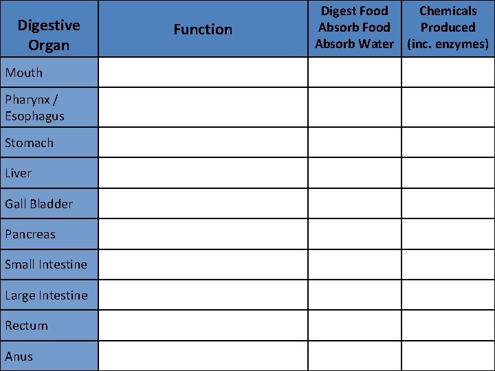 Digestive Organ Mouth Pharynx / Esophagus Stomach Liver Gall Bladder Pancreas Small Intestine Large