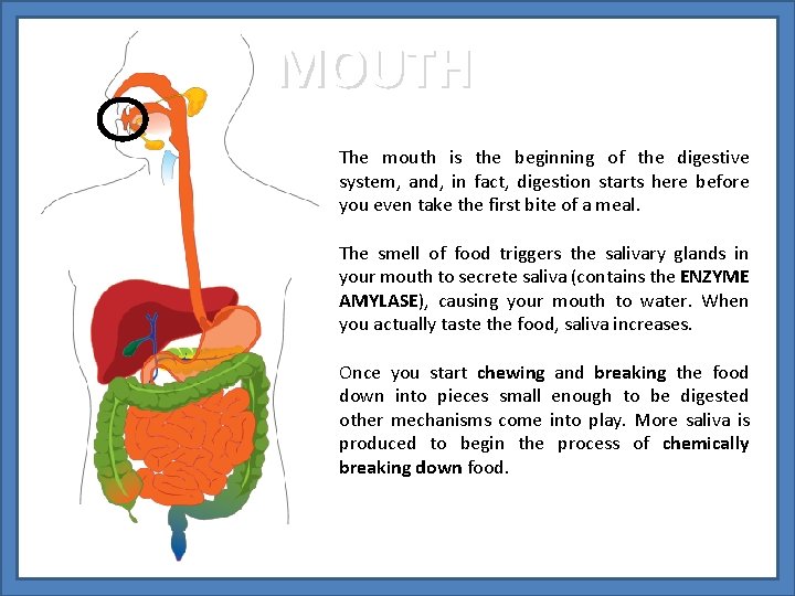 MOUTH The mouth is the beginning of the digestive system, and, in fact, digestion