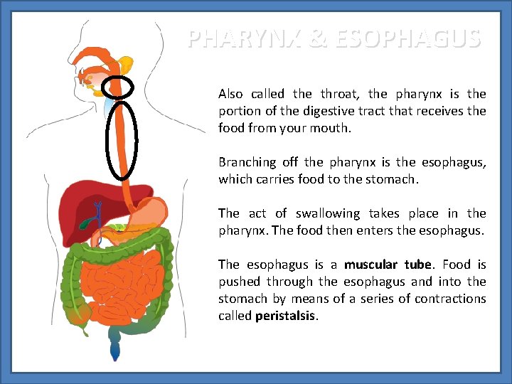 PHARYNX & ESOPHAGUS Also called the throat, the pharynx is the portion of the